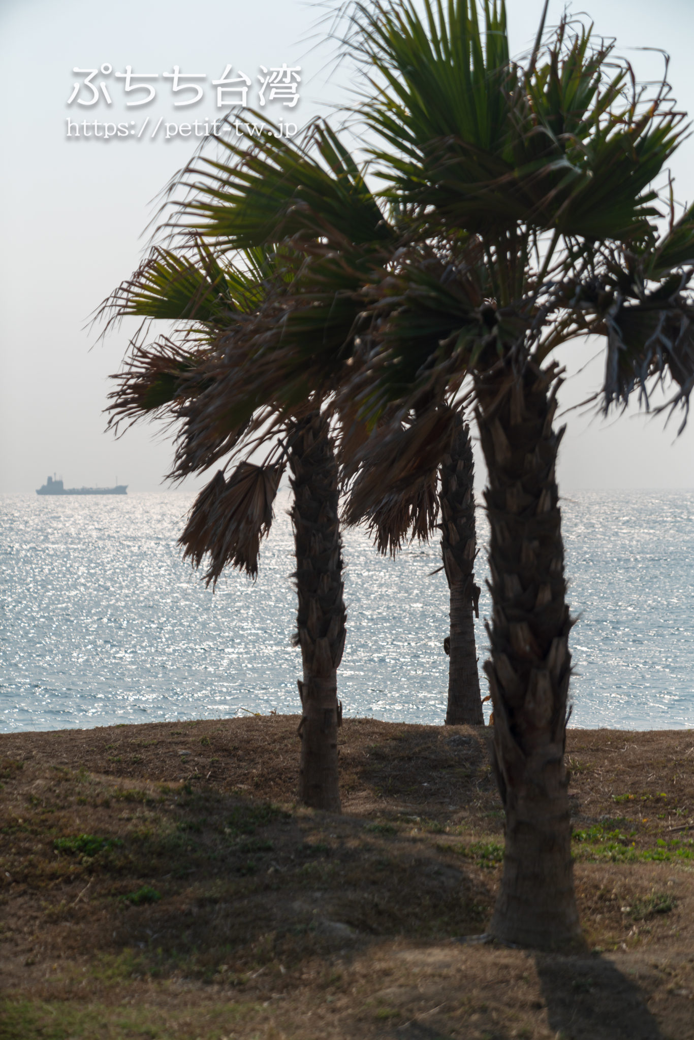 旗津半島の海岸のヤシの木