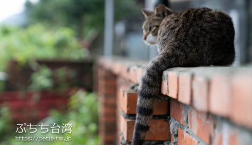 台湾の猫村・猴硐（ホウトン）猫に癒される人気観光スポット（平渓）