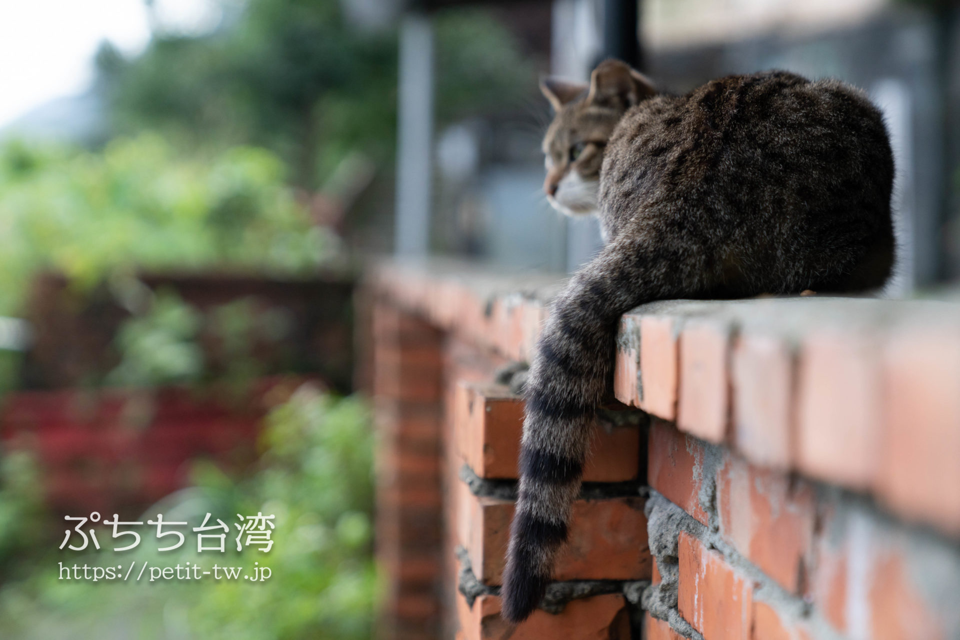 台湾の猫村・猴硐（ホウトン）猫に癒される人気観光スポット（平渓