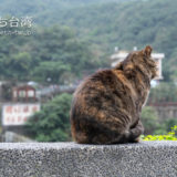台湾の猴硐猫村の猫