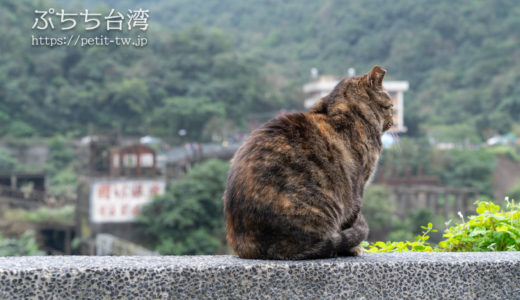 台湾の猴硐猫村 現地で出会った猫の写真（ギャラリー）