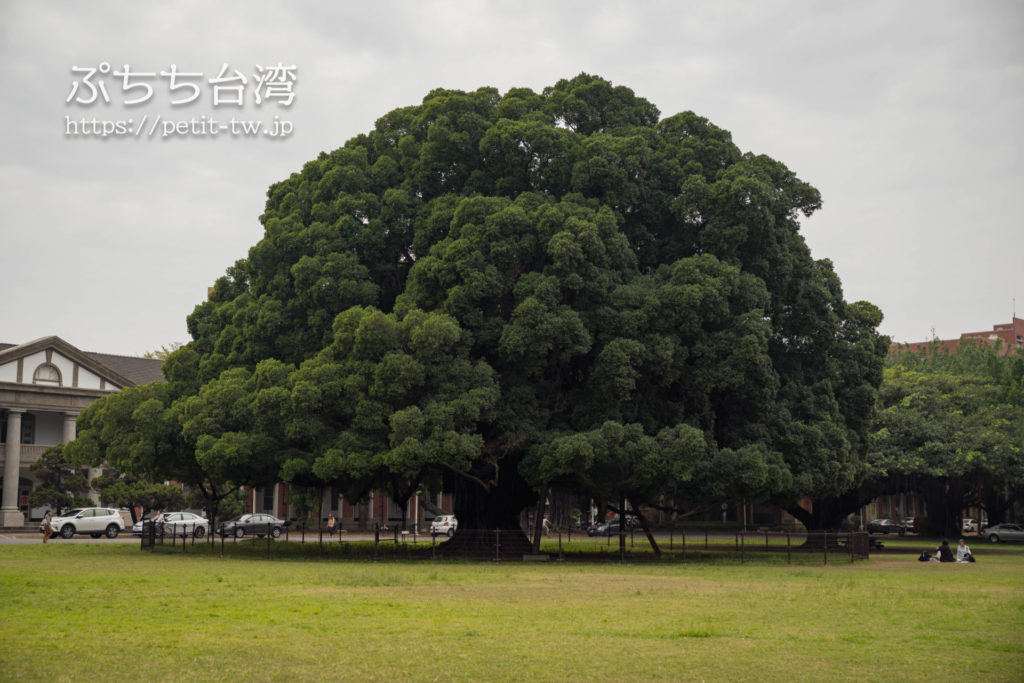 台南の成功大学キャンパスのガジュマルの木
