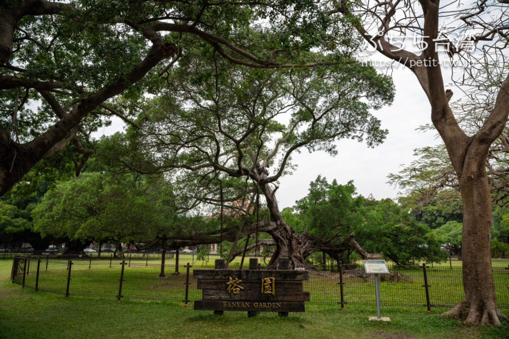 台南の成功大学キャンパスのガジュマルの木がある公園